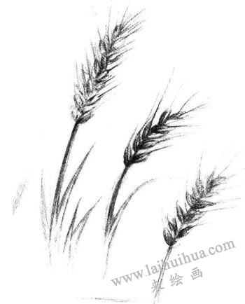 麥穗素描畫法步驟05