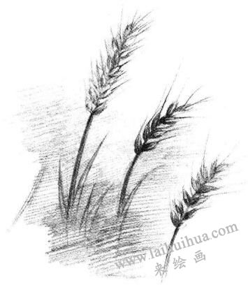 麥穗素描畫法步驟06