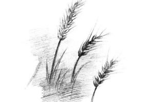 麥穗素描畫法