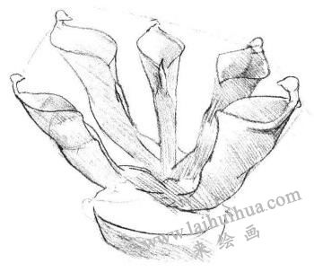 瓶子草素描畫法步驟03