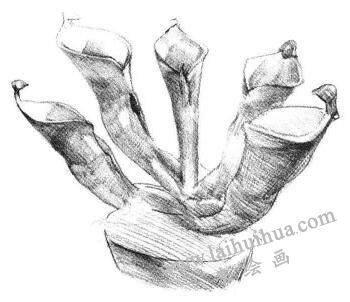 瓶子草素描畫法步驟04