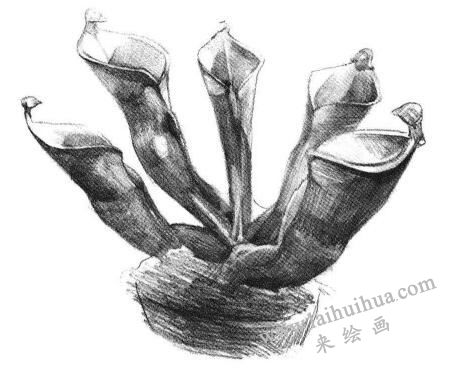 瓶子草素描畫法步驟05