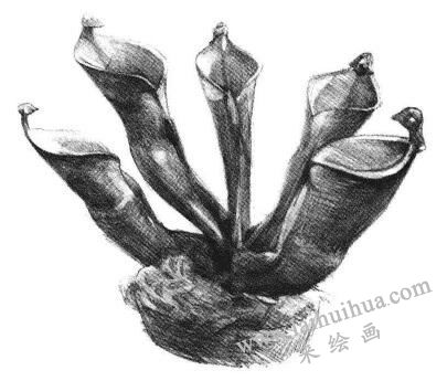 瓶子草素描畫法步驟06