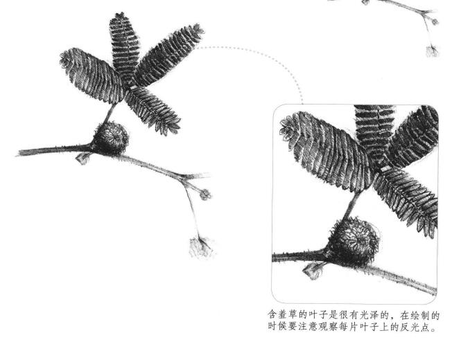 瓶子草素描畫法