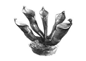 瓶子草素描畫法