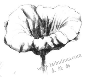 荷葉素描畫法步驟03