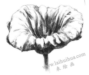 荷葉素描畫法步驟04