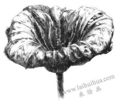 荷葉素描畫法步驟05