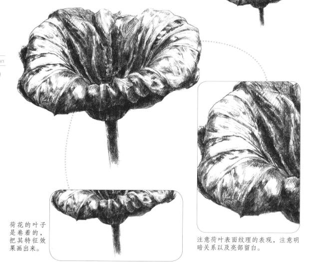 荷葉素描畫法