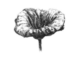 荷葉素描畫法