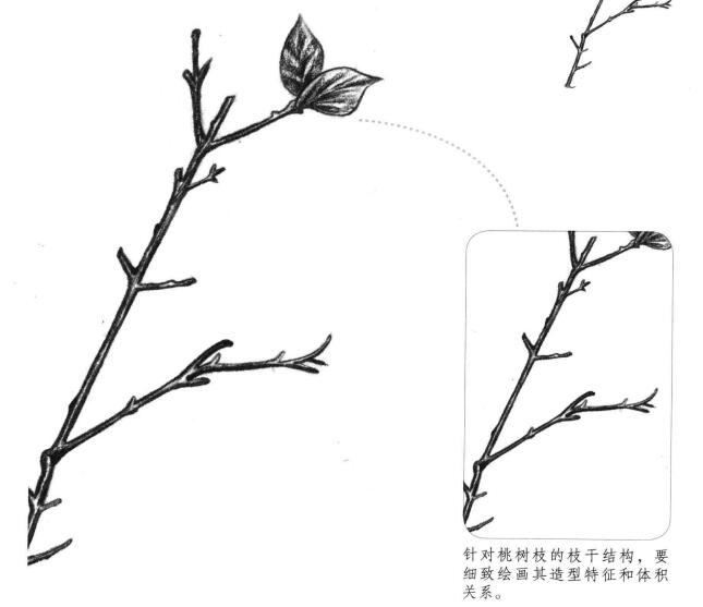 桃樹枝素描畫法