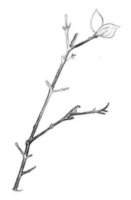 桃樹枝素描畫法步驟02