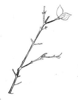 桃樹枝素描畫法步驟03