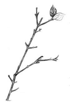 桃樹枝素描畫法步驟04