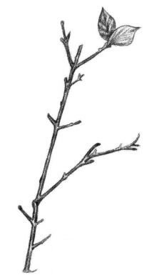 桃樹枝素描畫法步驟05