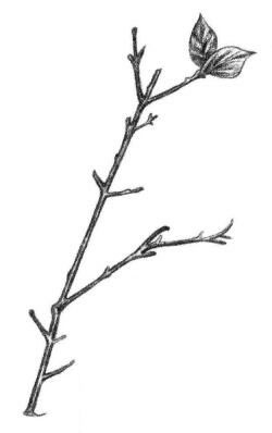 桃樹枝素描畫法步驟06
