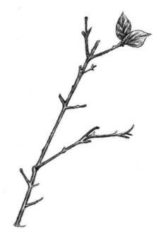 桃樹枝素描畫法步驟07
