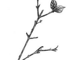 桃樹枝素描畫法