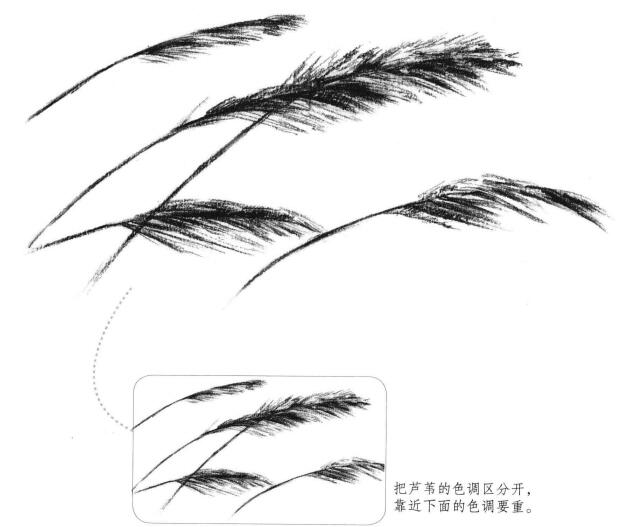 蘆葦素描畫法