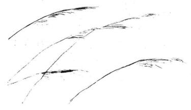 蘆葦素描畫法步驟02