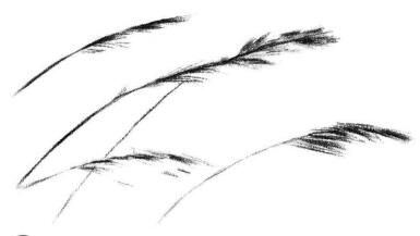 蘆葦素描畫法步驟03
