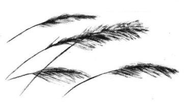 蘆葦素描畫法步驟04