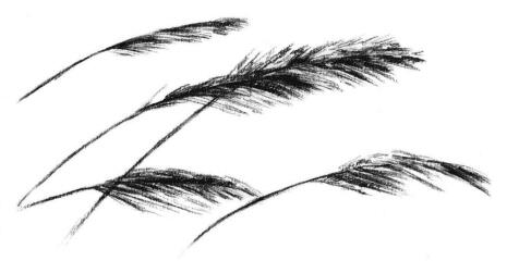 蘆葦素描畫法步驟05