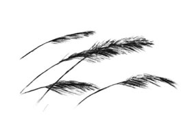 蘆葦素描畫法
