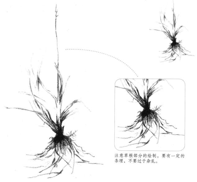 野草素描畫法