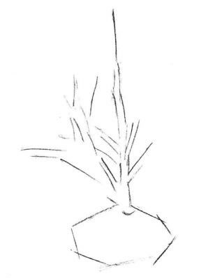 野草素描畫法步驟01