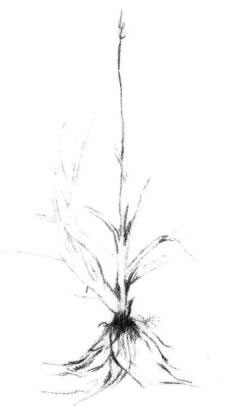 野草素描畫法步驟02