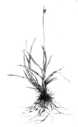 野草素描畫法步驟03