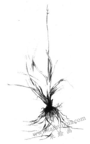 野草素描畫法步驟04