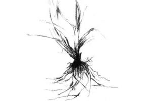 野草素描畫法