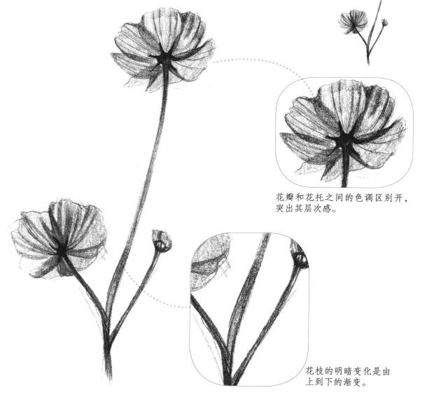 小野花素描畫法