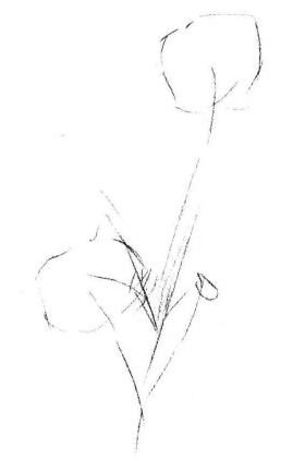 小野花素描畫法步驟01