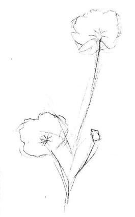 小野花素描畫法步驟02
