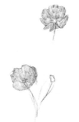 小野花素描畫法步驟03
