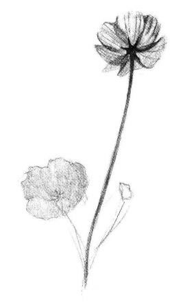 小野花素描畫法步驟04