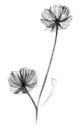 小野花素描畫法步驟05