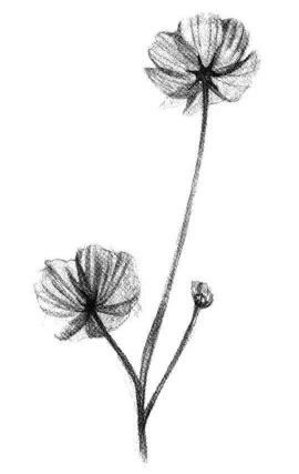 小野花素描畫法步驟06