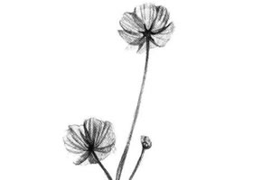 小野花素描畫法