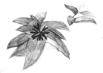 希美麗素描畫(huà)法步驟02