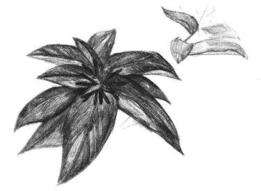 希美麗素描畫(huà)法步驟04