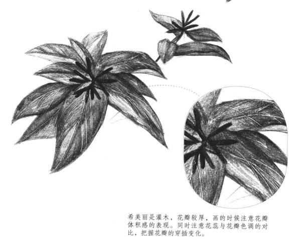 希美麗素描畫(huà)法