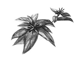 希美麗素描畫法