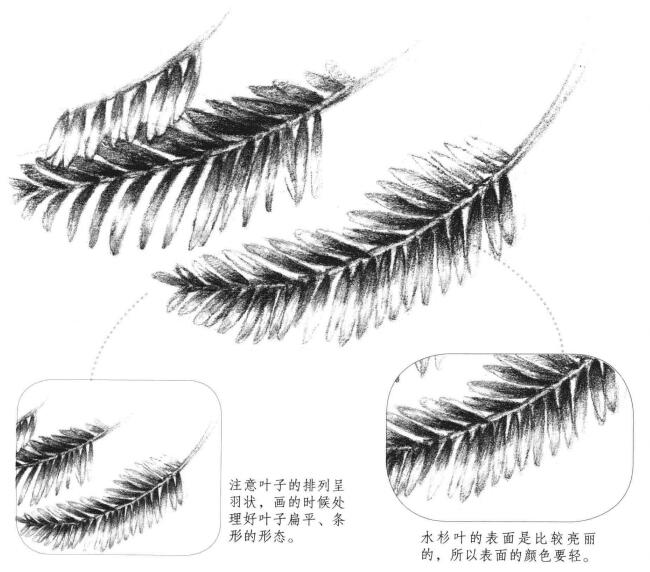 水杉葉子素描畫法