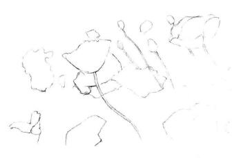 虞美人素描畫法步驟03