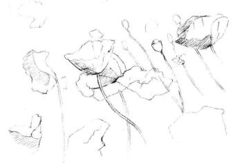 虞美人素描畫法步驟04