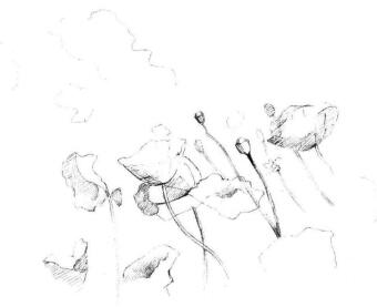 虞美人素描畫法步驟05
